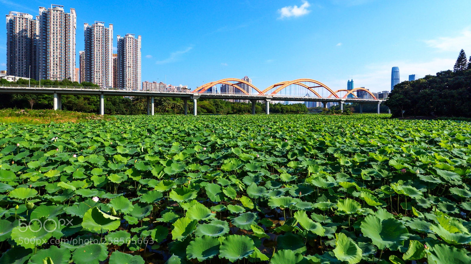 Olympus OM-D E-M5 II sample photo. Shenzhen city photography