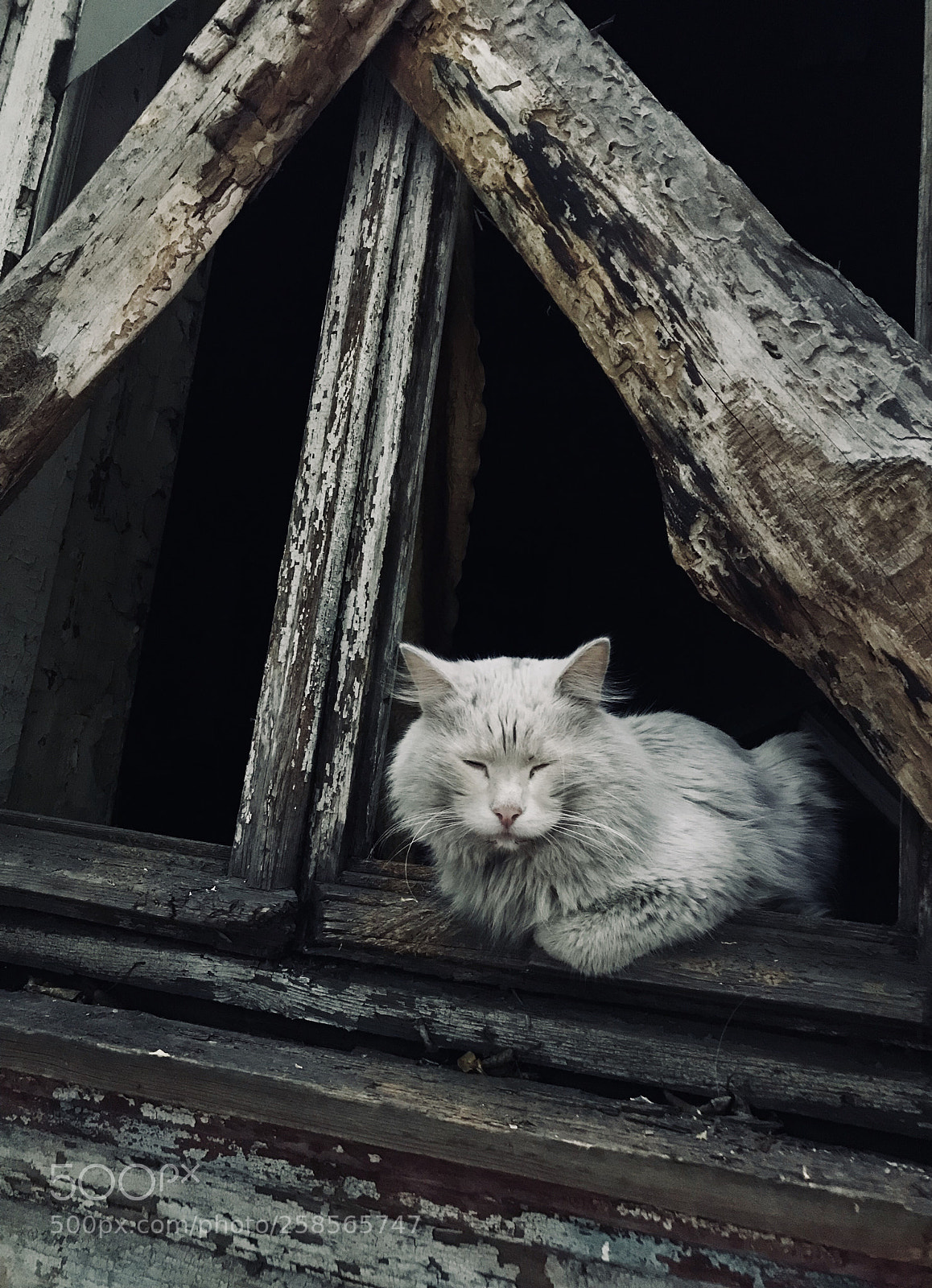 Apple iPhone 7 sample photo. Untitled photography