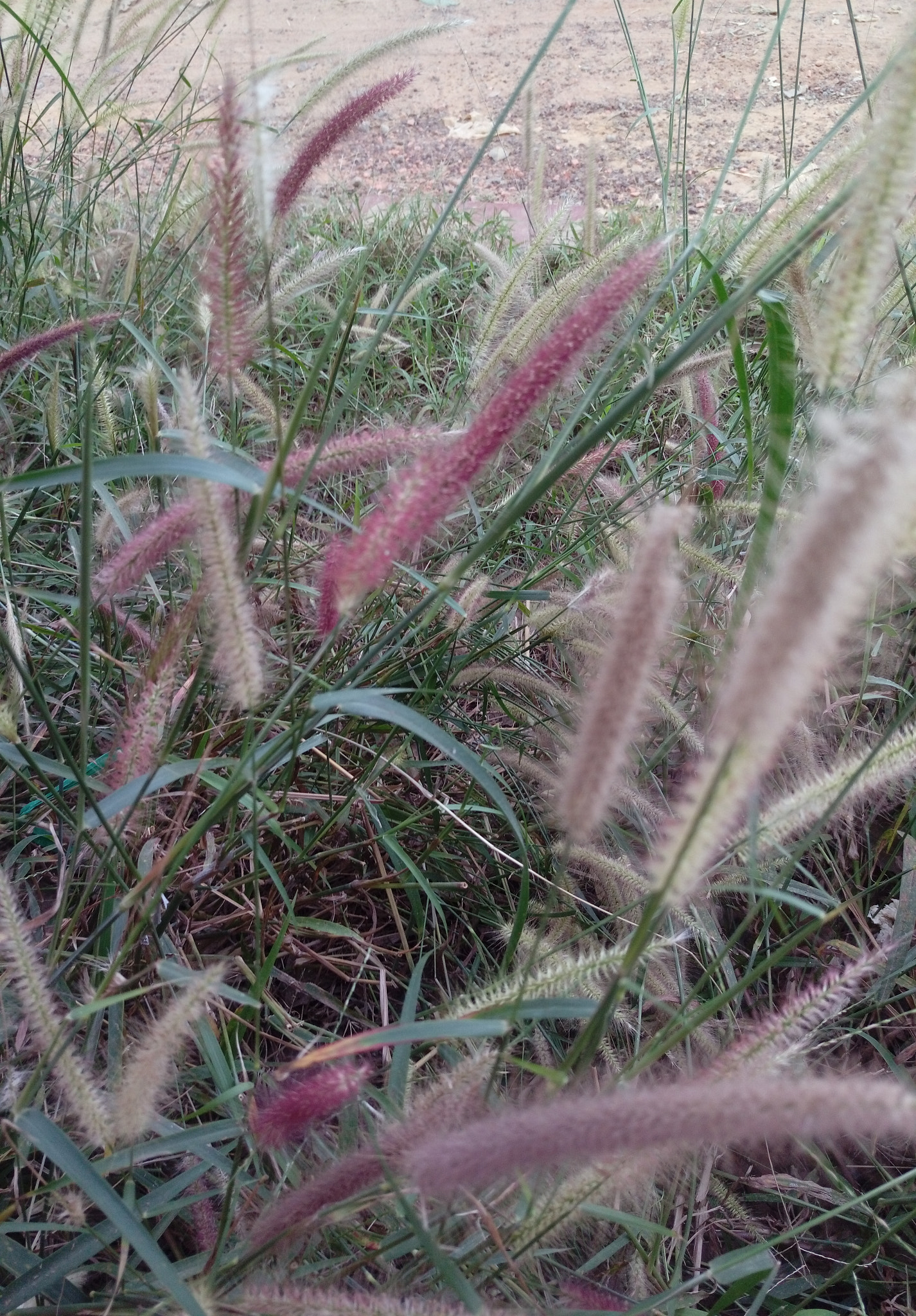 HTC DESIRE 10 PRO sample photo