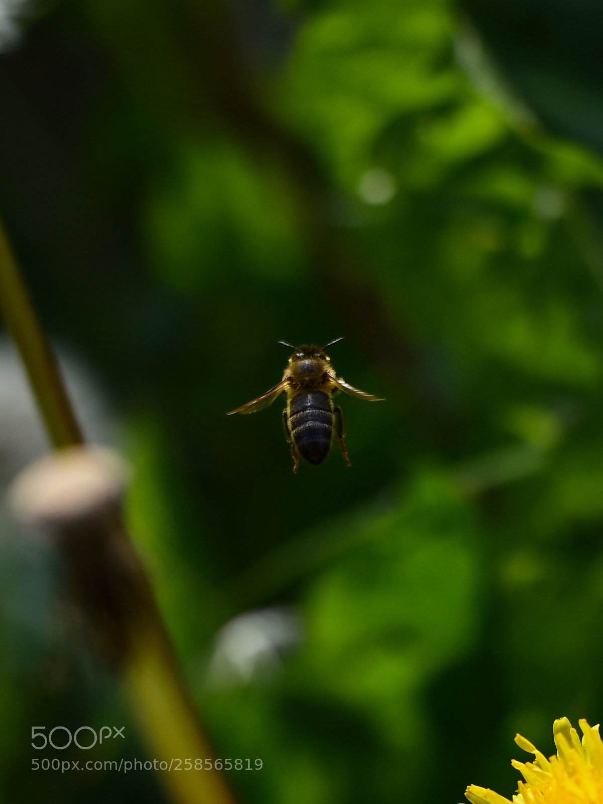 Nikon D810 sample photo. Intrepid photography