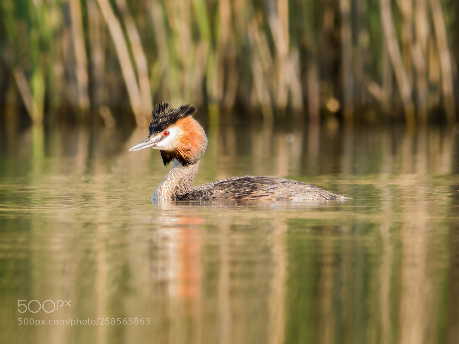 Panasonic Lumix DMC-GX7 sample photo. Great crested grebe photography