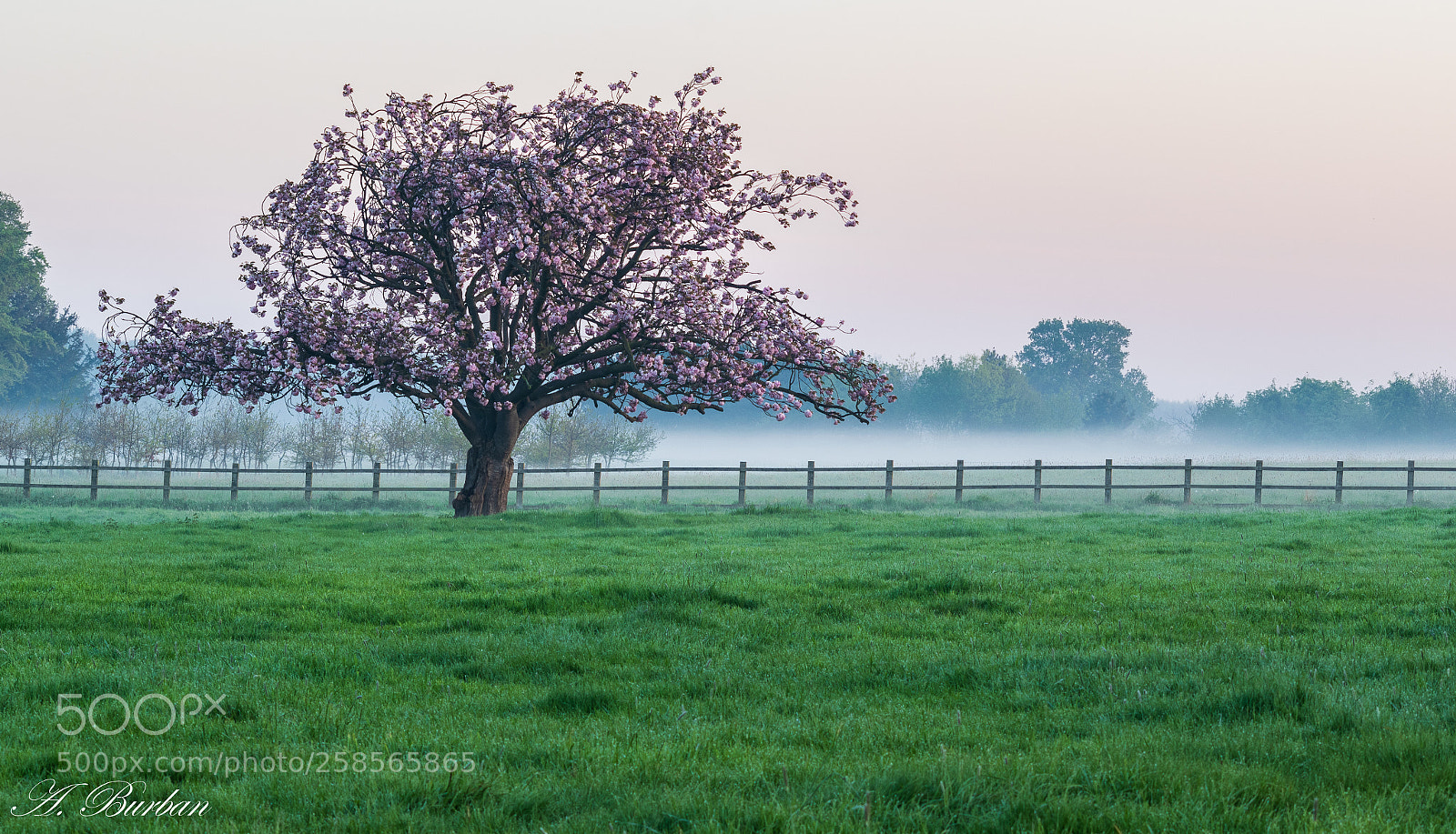 Nikon D5300 sample photo. Pink tree photography