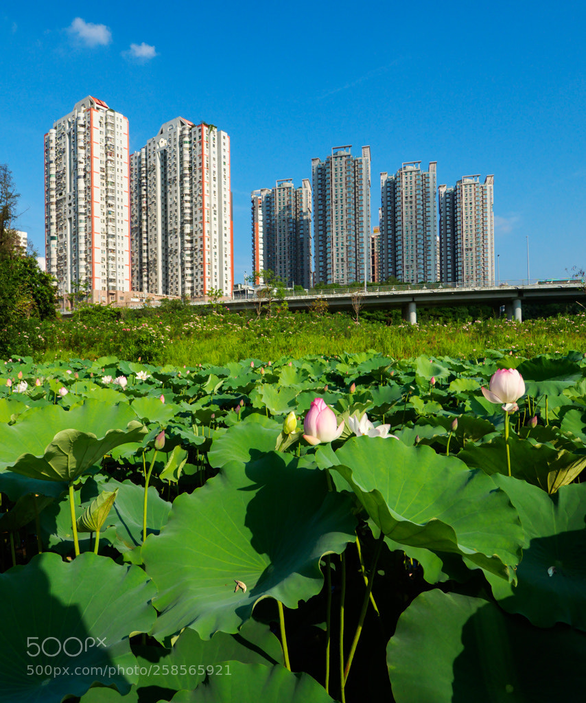 Olympus OM-D E-M5 II sample photo. Shenzhen city photography