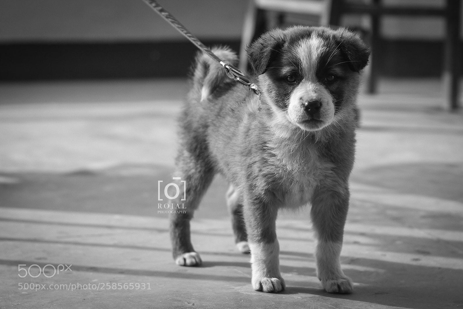 Nikon D7200 sample photo. Abby the dog photography