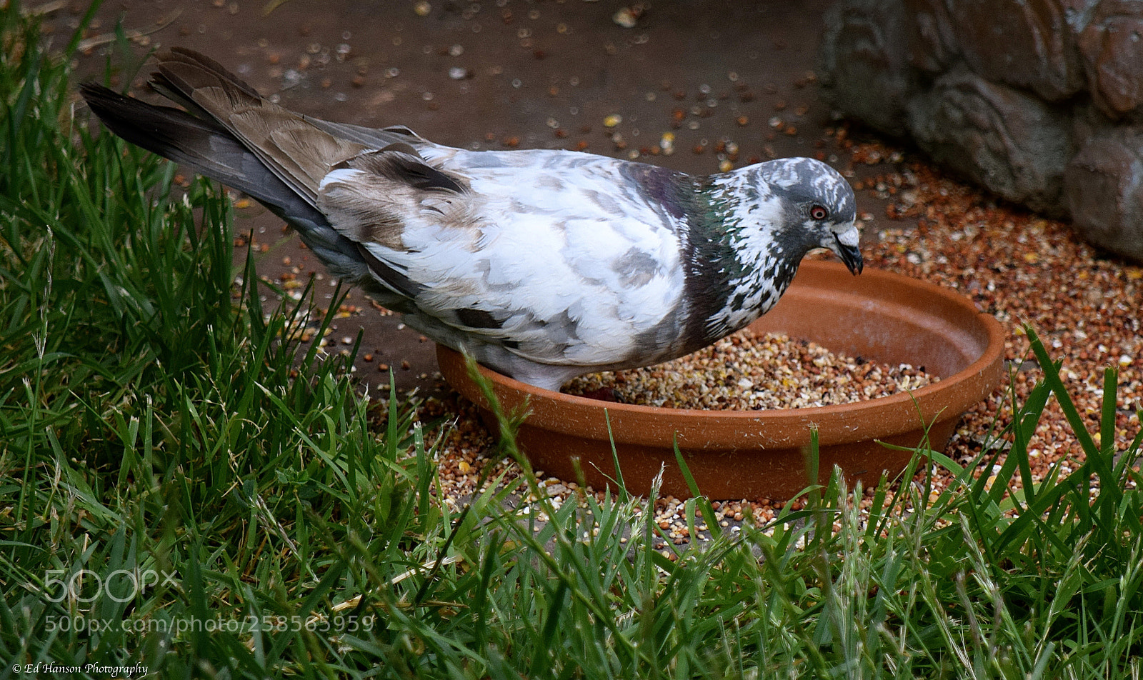 Nikon D3300 sample photo. Interesting plumage photography