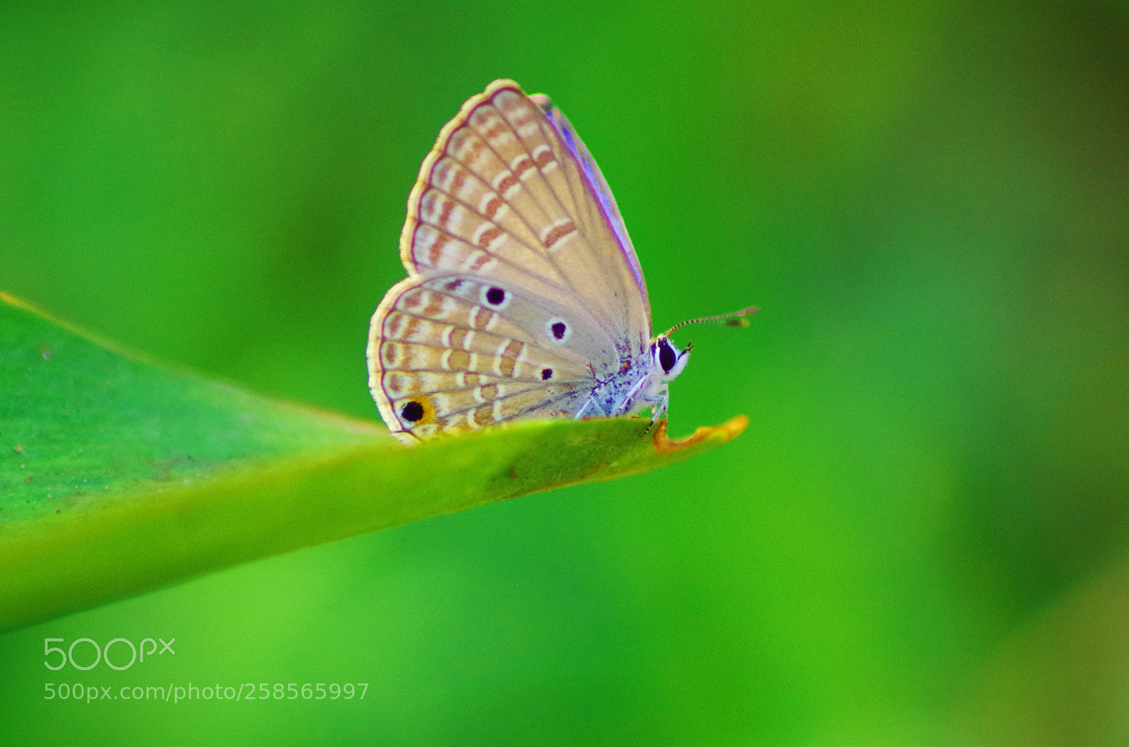 Pentax K-500 sample photo. Plains cupid ! photography