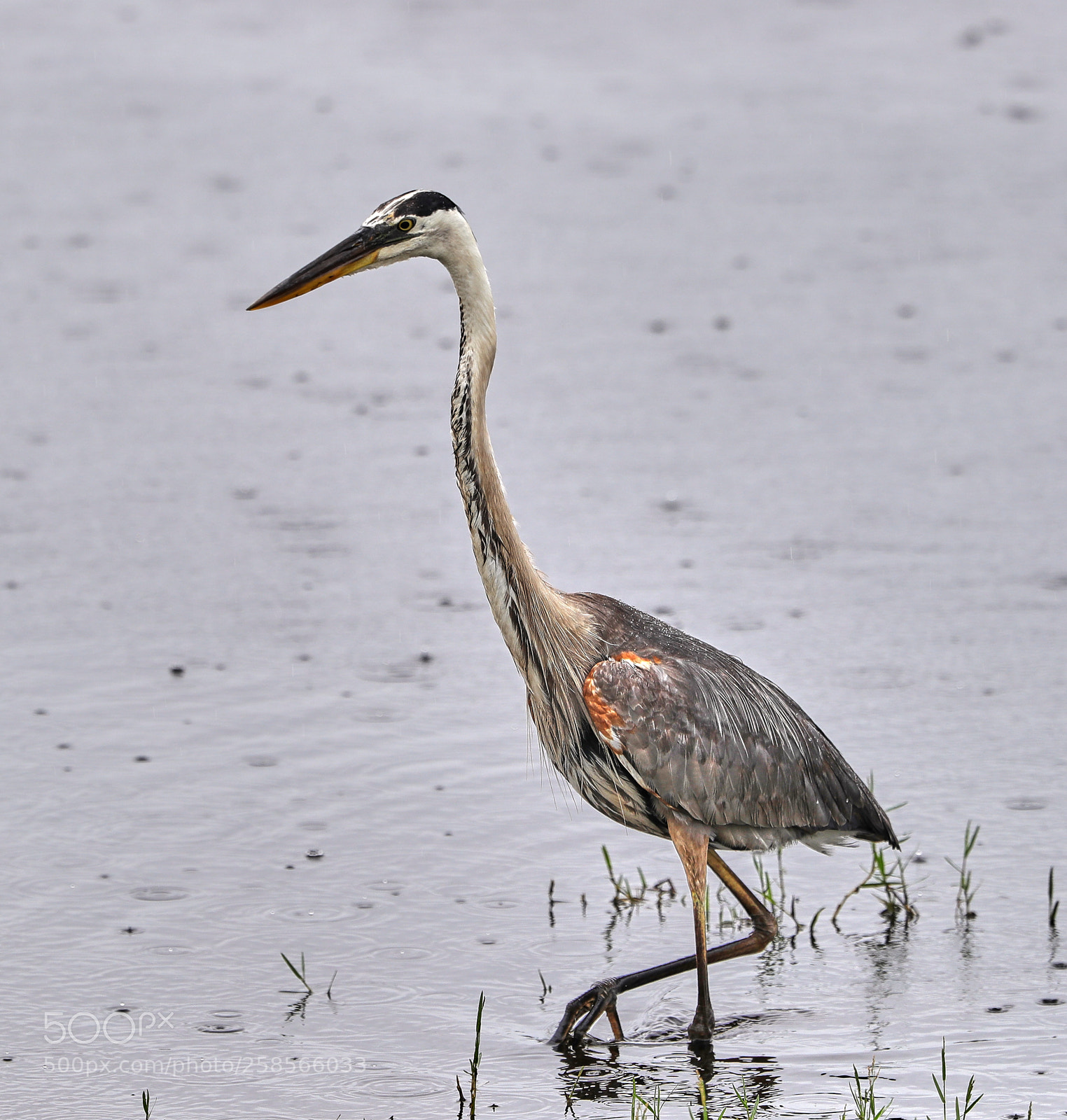 Canon EOS-1D X Mark II sample photo. 05-19-18-0018618.jpg photography