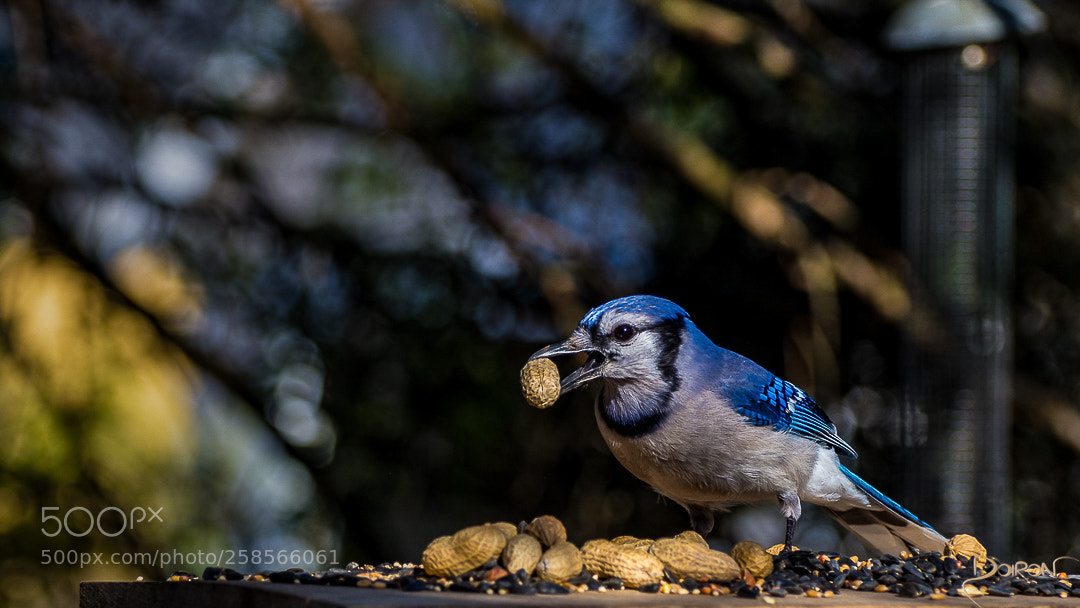 Nikon D7200 sample photo. I got lunch photography