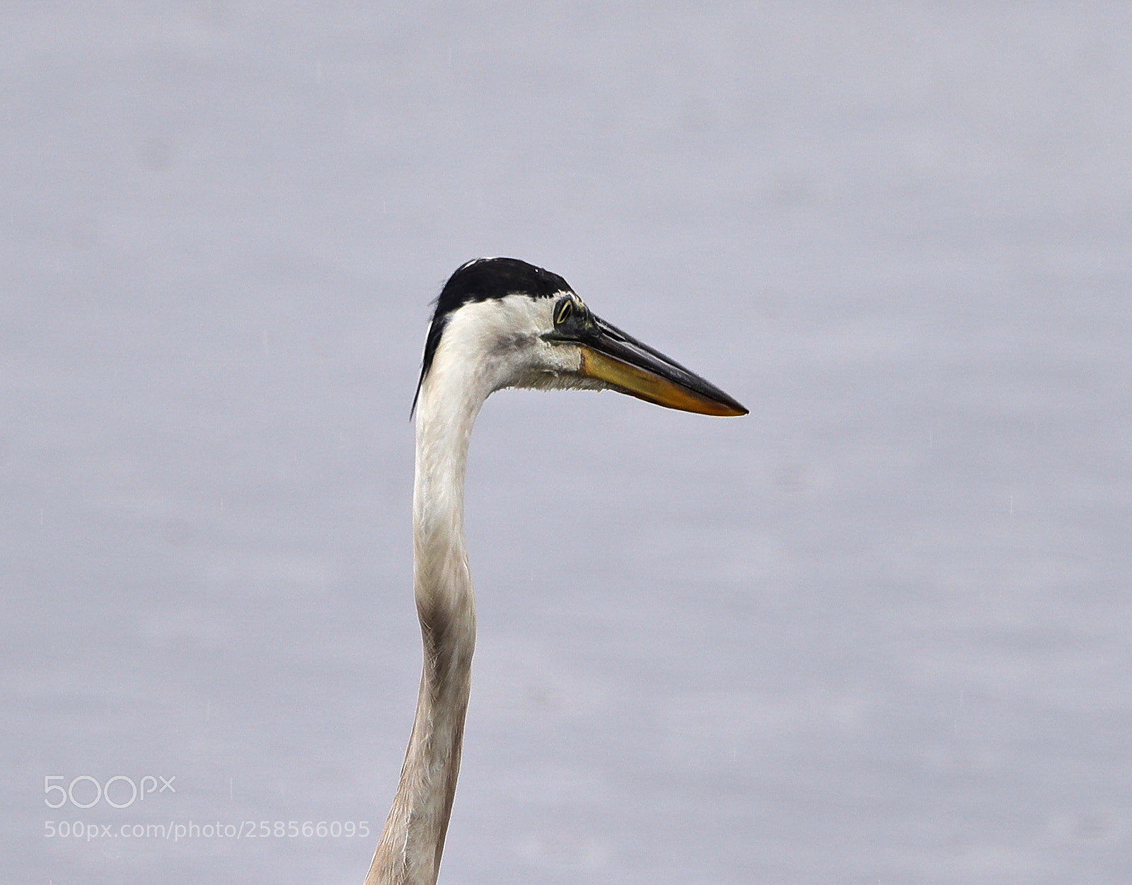 Canon EOS-1D X Mark II sample photo. 05-19-18-0018610.jpg photography
