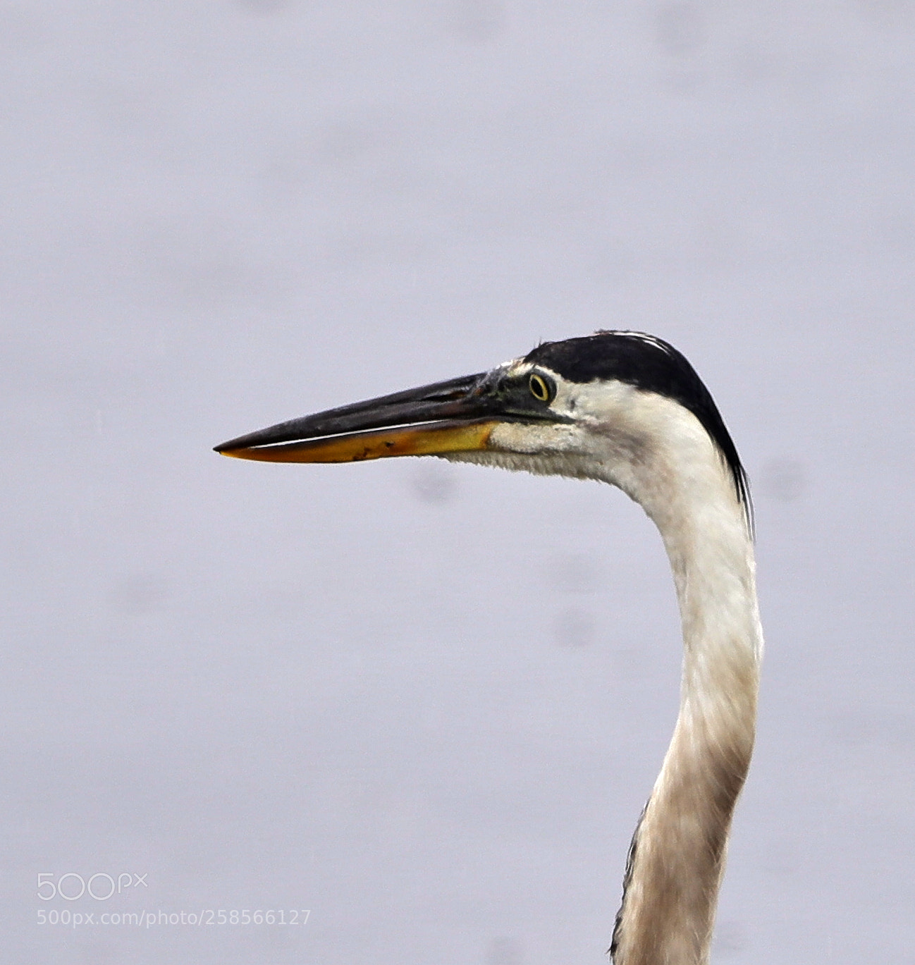 Canon EOS-1D X Mark II sample photo. 05-19-18-0018608.jpg photography