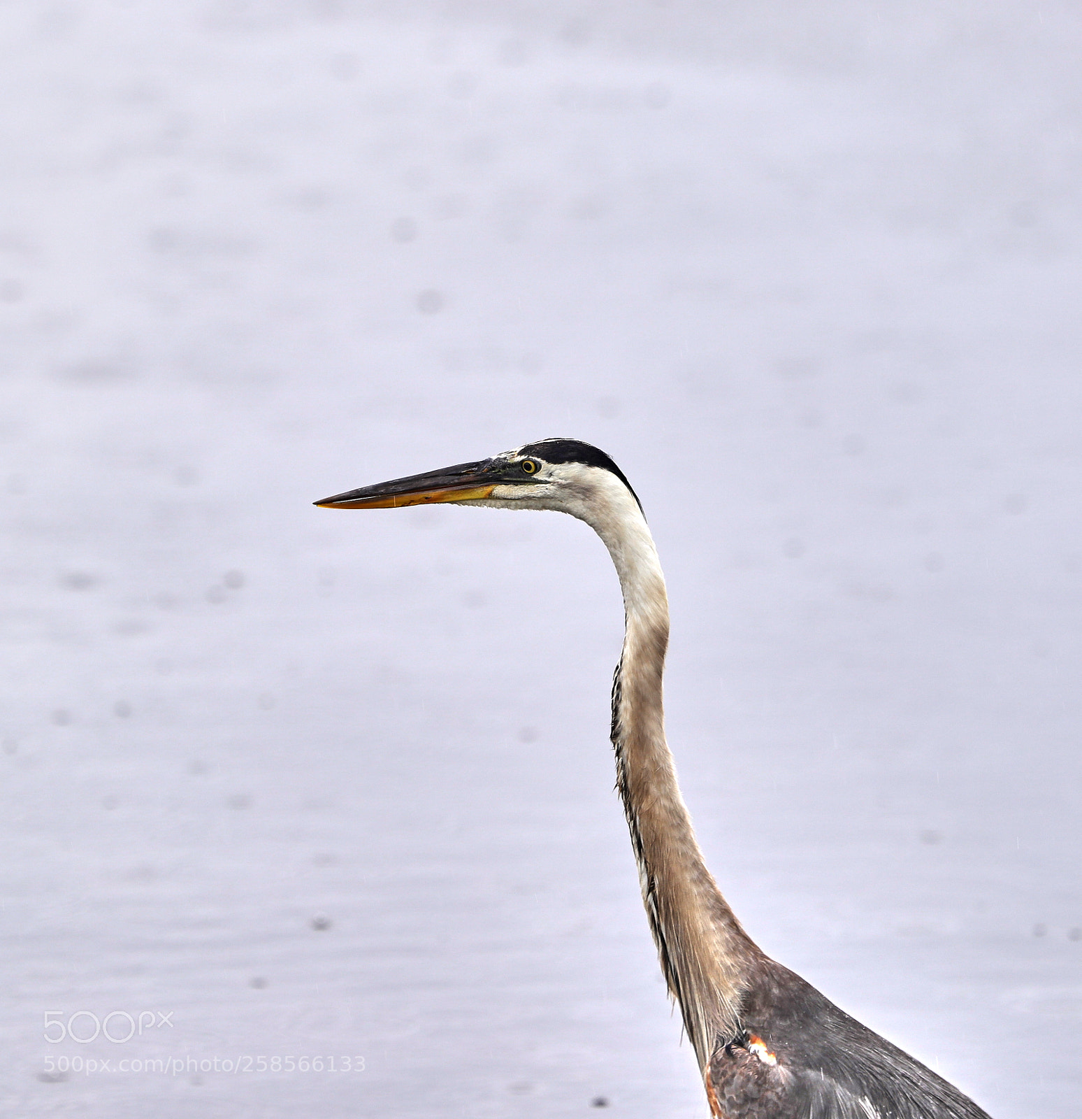 Canon EOS-1D X Mark II sample photo. 05-19-18-0018606.jpg photography