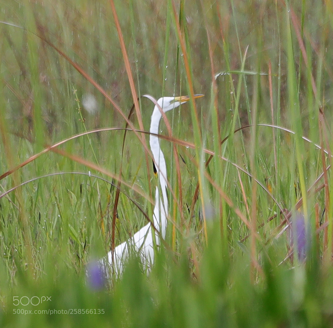 Canon EOS-1D X Mark II sample photo. 05-19-18-0018602.jpg photography