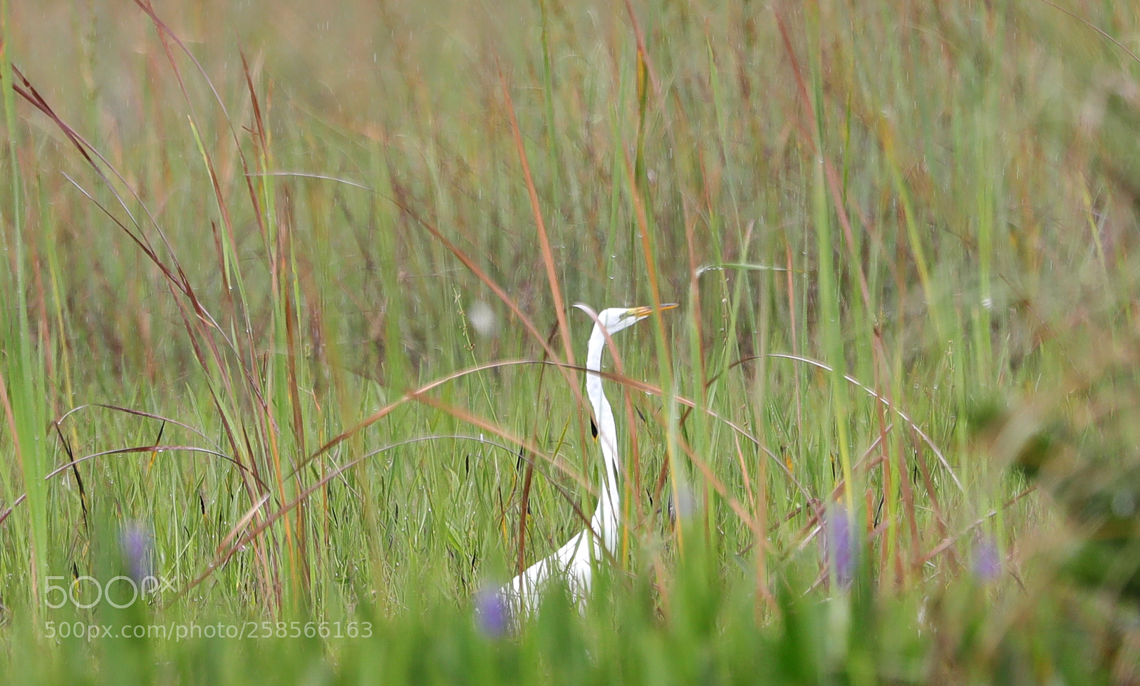 Canon EOS-1D X Mark II sample photo. 05-19-18-0018601.jpg photography