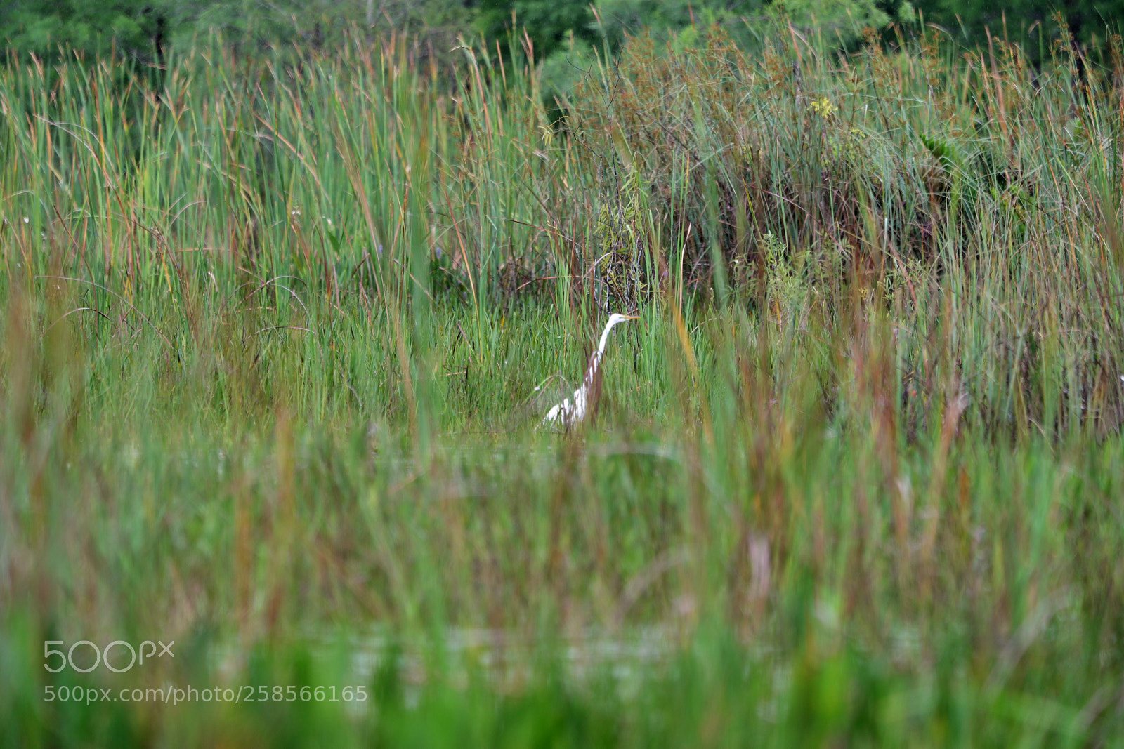 Canon EOS-1D X Mark II sample photo. 05-19-18-0018594.jpg photography