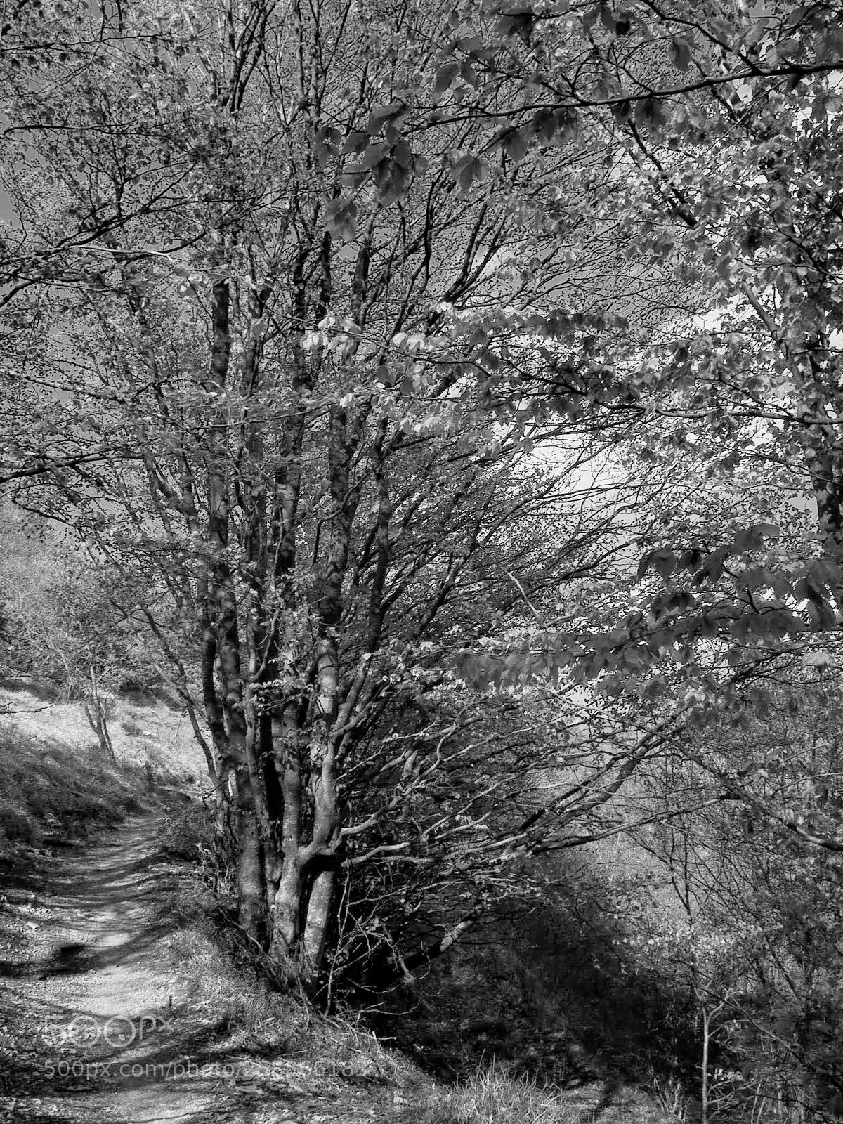Olympus OM-D E-M5 II sample photo. Trees... photography