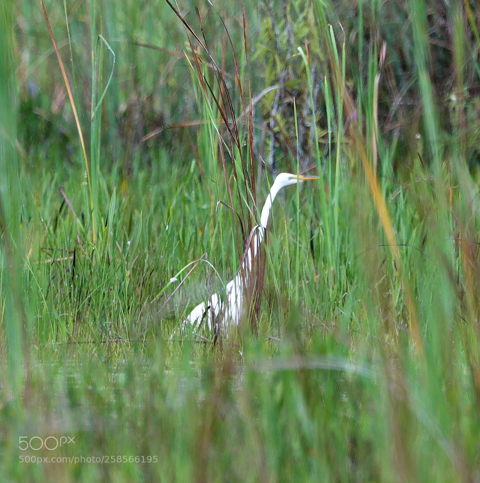 Canon EOS-1D X Mark II sample photo. 05-19-18-0018593.jpg photography