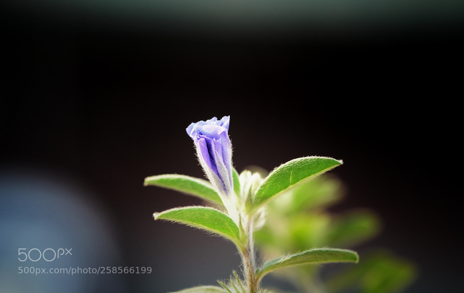 Nikon D7100 sample photo. Untitled photography