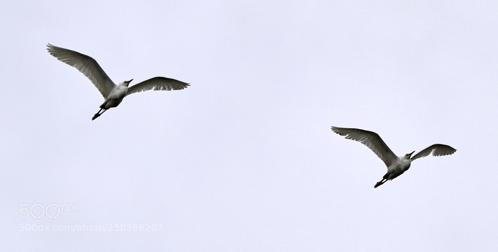 Canon EOS-1D X Mark II sample photo. 05-19-18-0018592.jpg photography