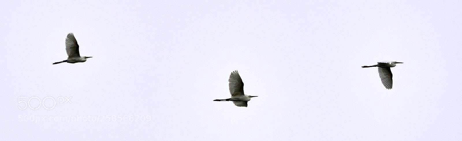 Canon EOS-1D X Mark II sample photo. 05-19-18-0018590.jpg photography