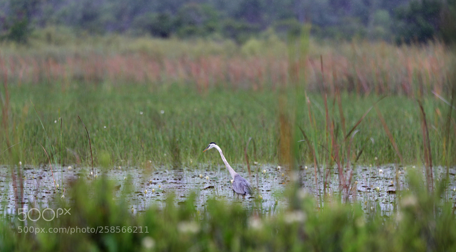 Canon EOS-1D X Mark II sample photo. 05-19-18-0018589.jpg photography