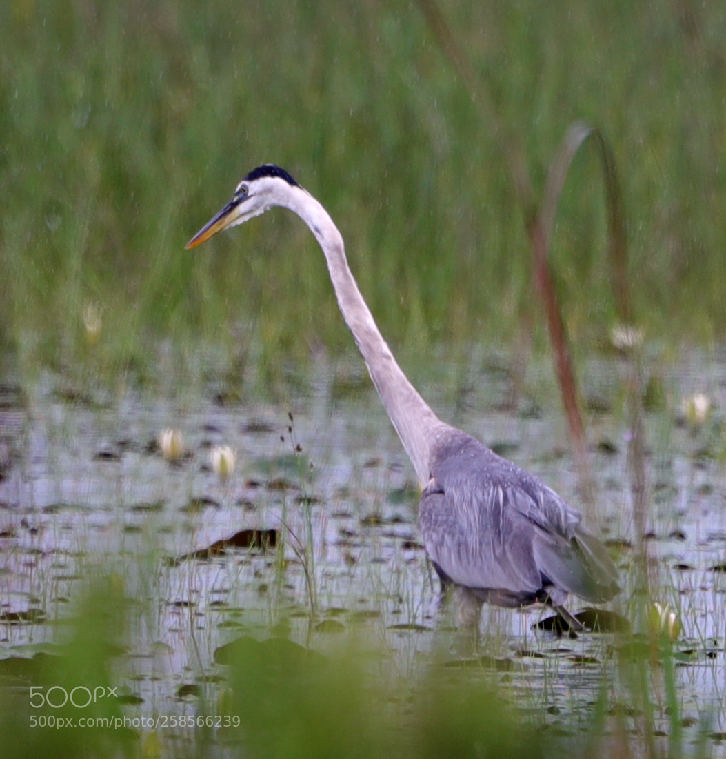 Canon EOS-1D X Mark II sample photo. 05-19-18-0018588.jpg photography