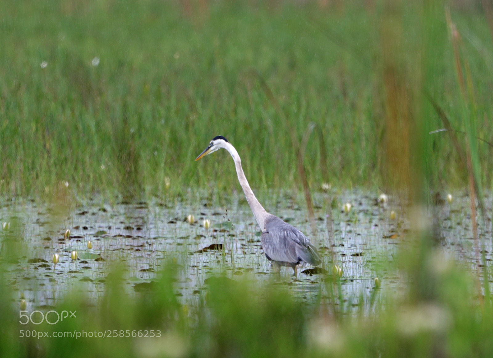 Canon EOS-1D X Mark II sample photo. 05-19-18-0018587.jpg photography