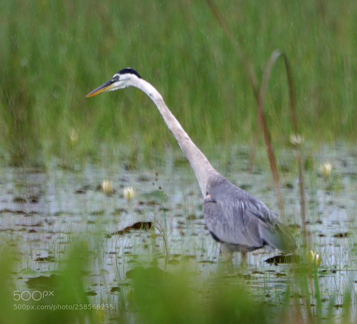 Canon EOS-1D X Mark II sample photo. 05-19-18-0018586.jpg photography