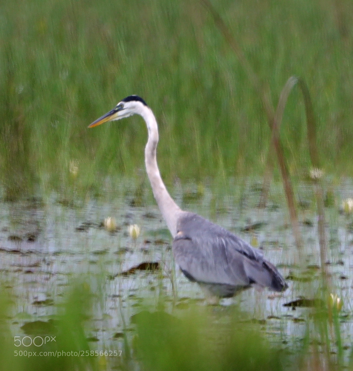 Canon EOS-1D X Mark II sample photo. 05-19-18-0018584.jpg photography