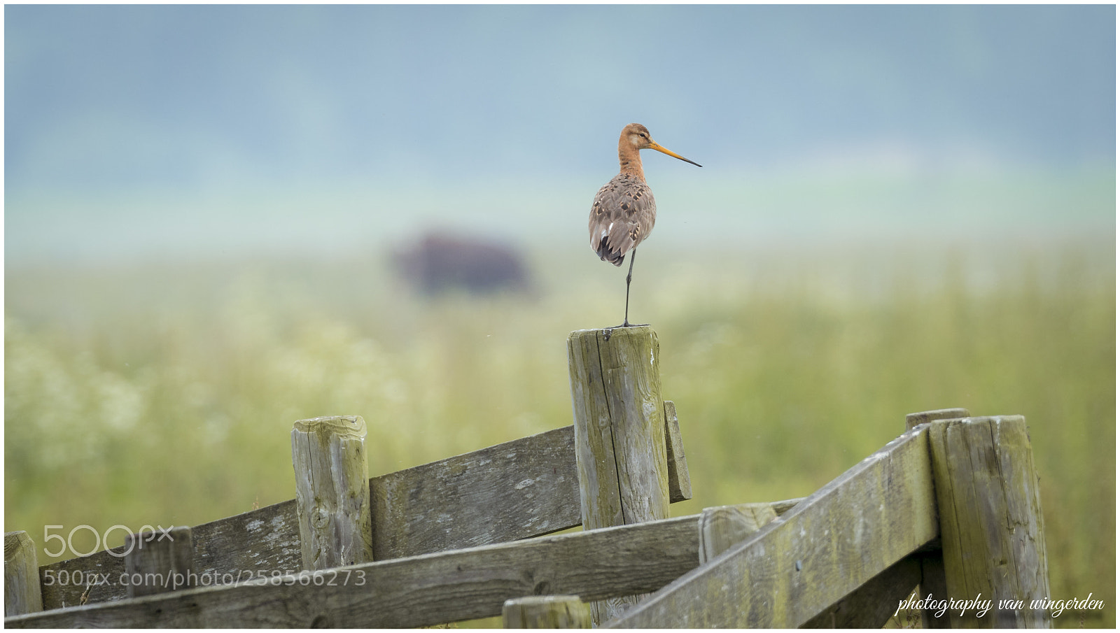 Olympus OM-D E-M1 Mark II sample photo. Grutto photography