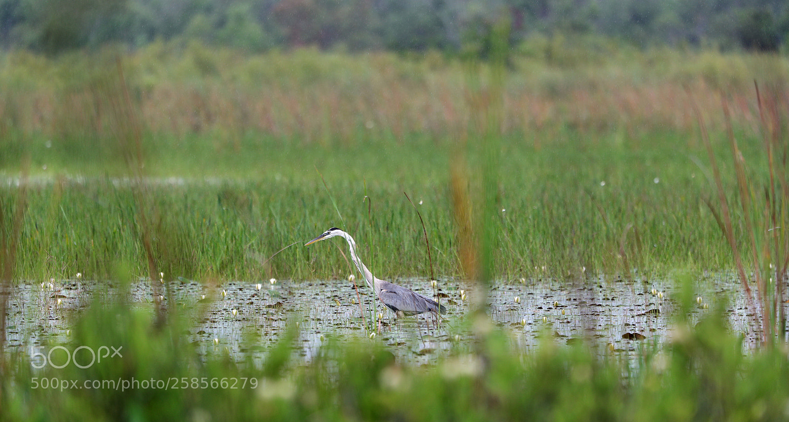 Canon EOS-1D X Mark II sample photo. 05-19-18-0018583.jpg photography