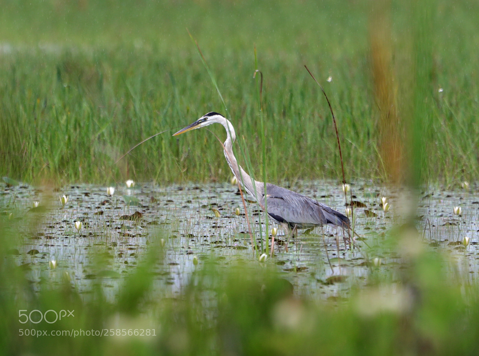 Canon EOS-1D X Mark II sample photo. 05-19-18-0018582.jpg photography