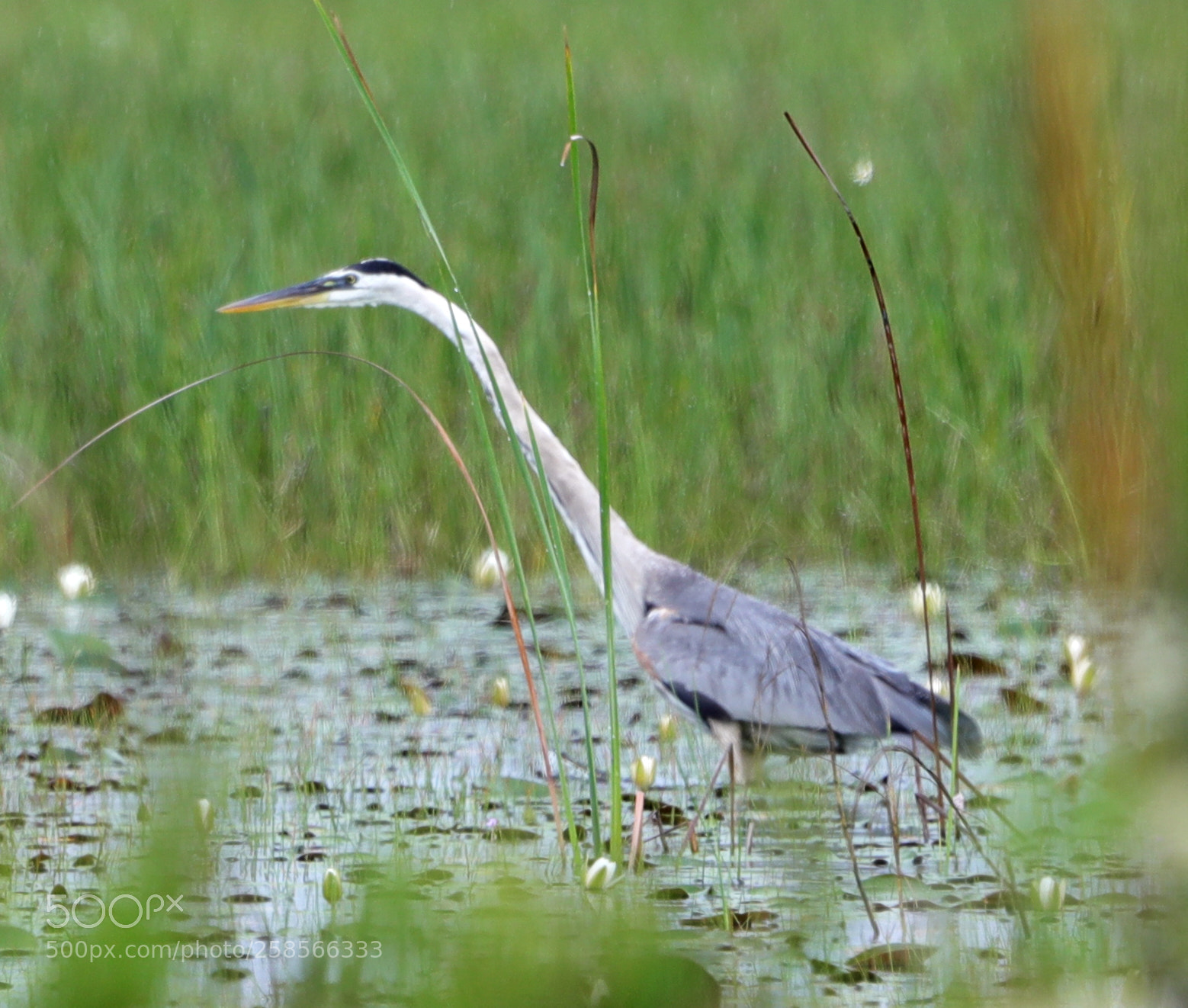 Canon EOS-1D X Mark II sample photo. 05-19-18-0018581.jpg photography