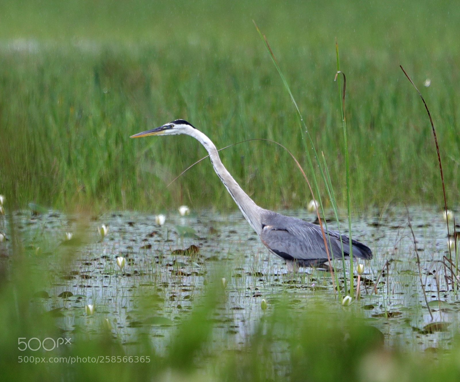 Canon EOS-1D X Mark II sample photo. 05-19-18-0018579.jpg photography