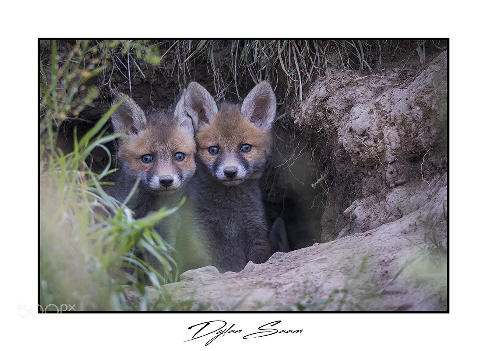 Canon EOS 5D Mark IV sample photo. Renardeaux photography