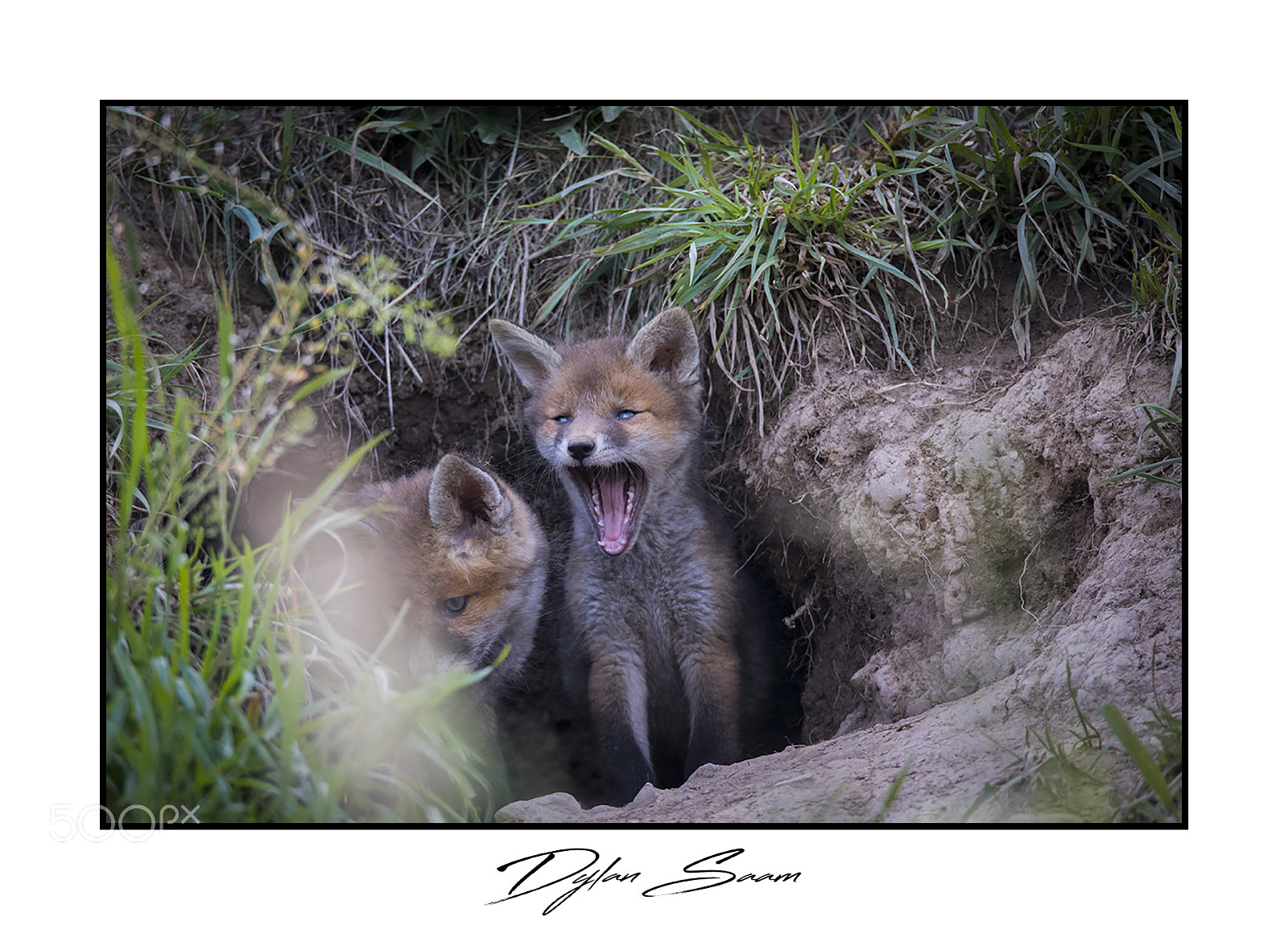 Canon EOS 5D Mark IV sample photo. Renardeaux photography