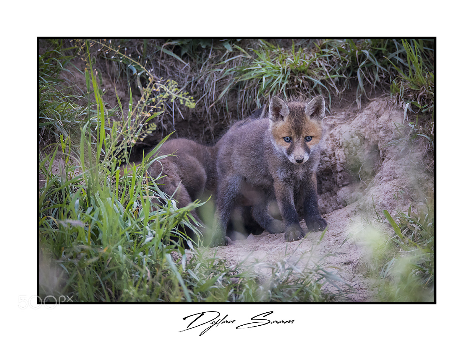 Canon EOS 5D Mark IV sample photo. Renardeaux photography