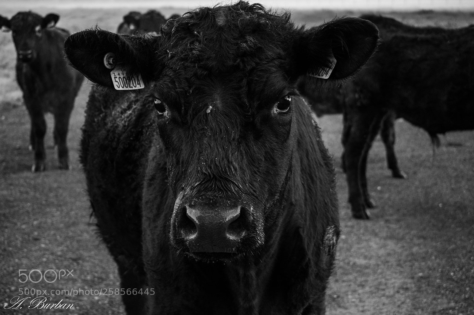 Nikon D5300 sample photo. Bull photography