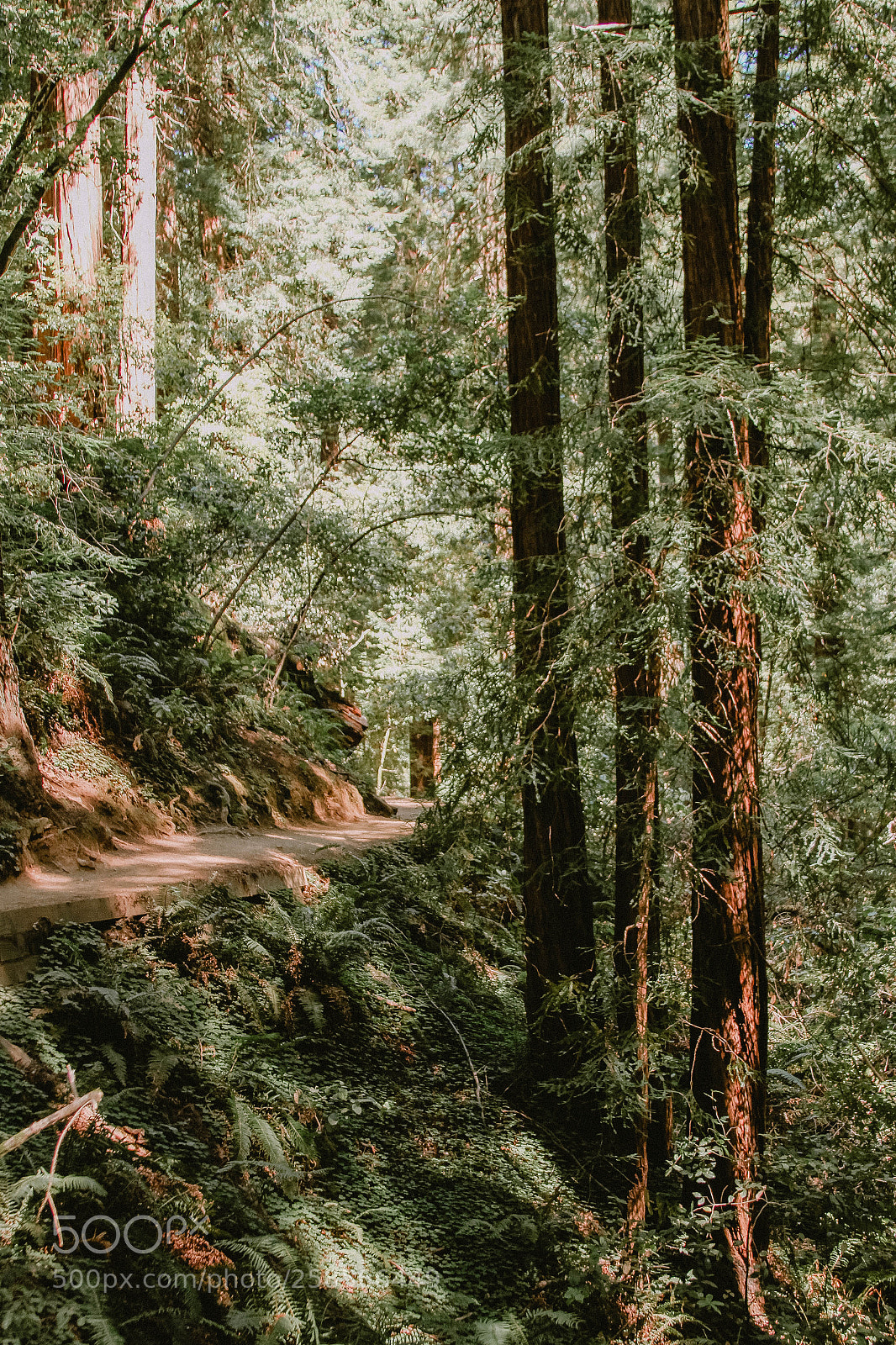 Canon EOS 7D sample photo. A walk in muir photography