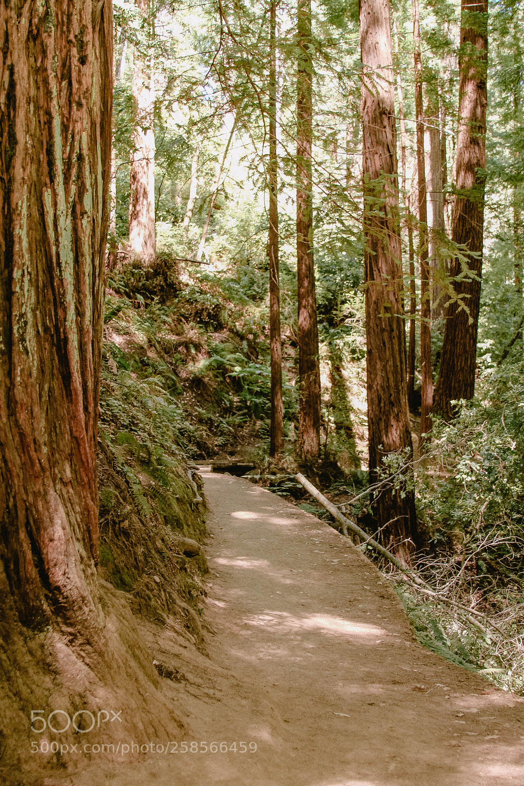 Canon EOS 7D sample photo. Walking in muir woods photography
