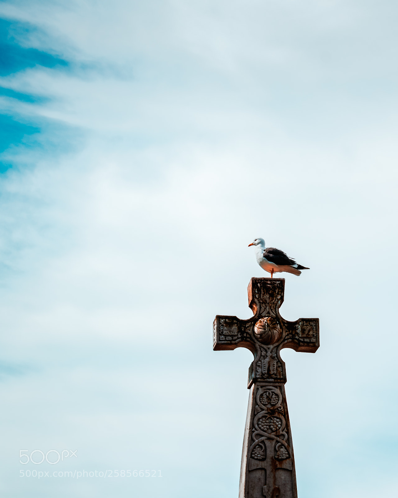 Nikon D3300 sample photo. Bird of god photography