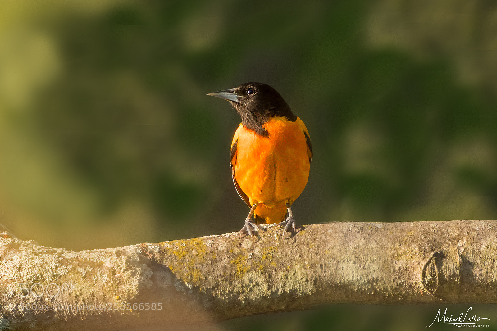 Nikon D500 sample photo. Baltimore oriole photography
