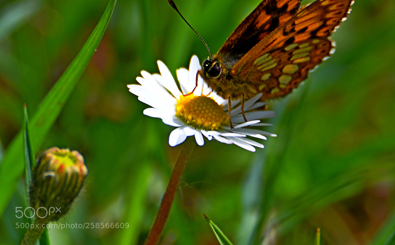 Nikon D7500 sample photo. Butterfly. photography