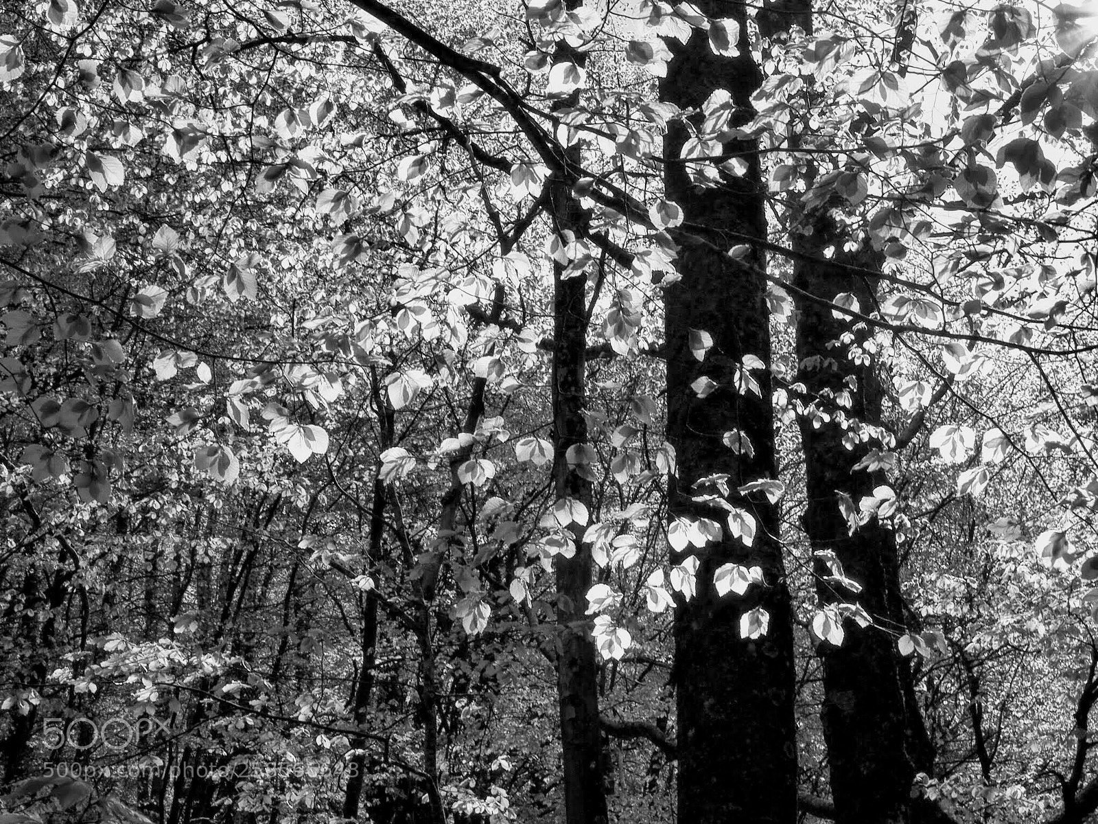 Olympus OM-D E-M5 II sample photo. Three in the leaves ... photography