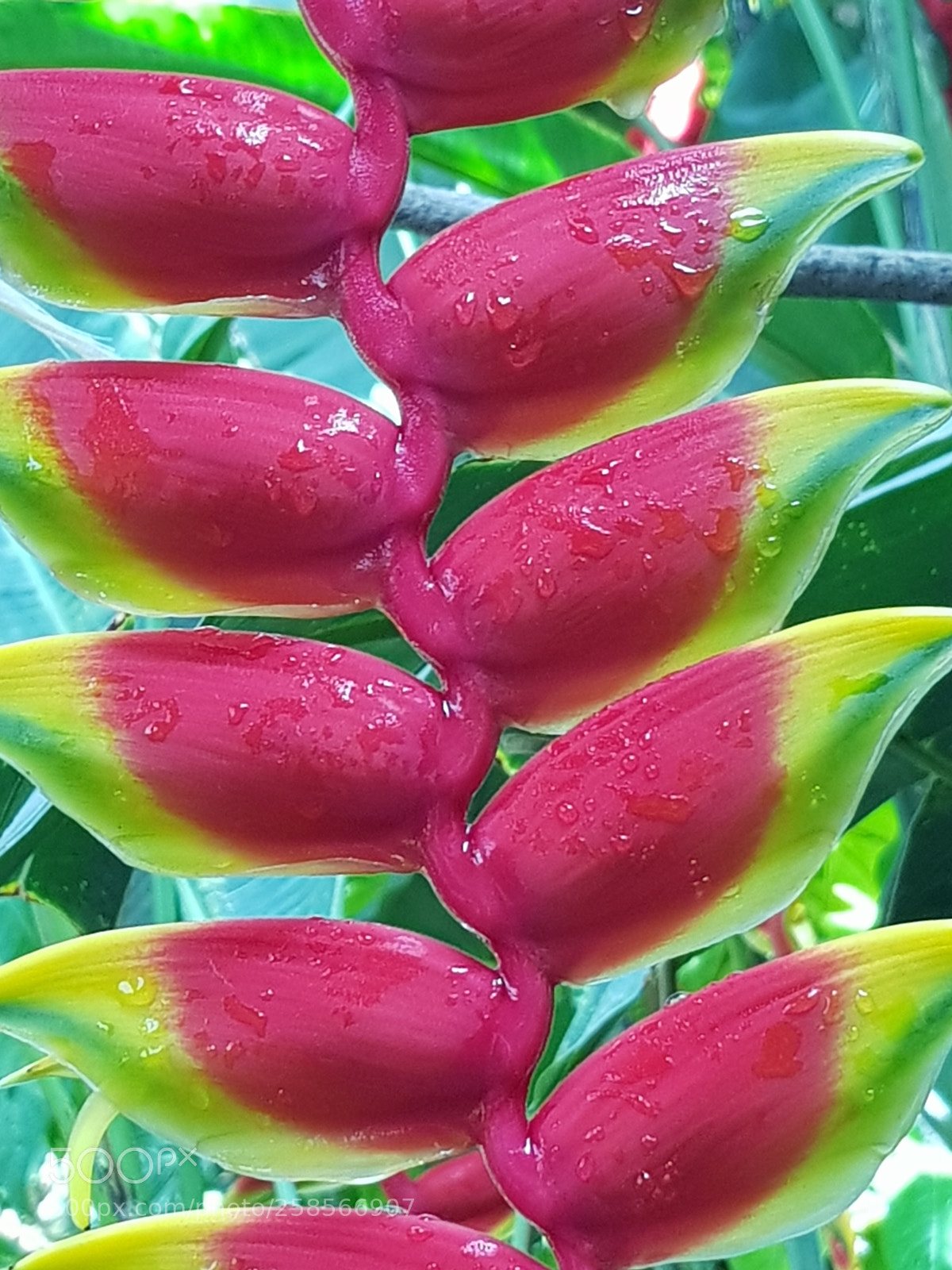 Samsung Galaxy S8+ sample photo. Untitled photography