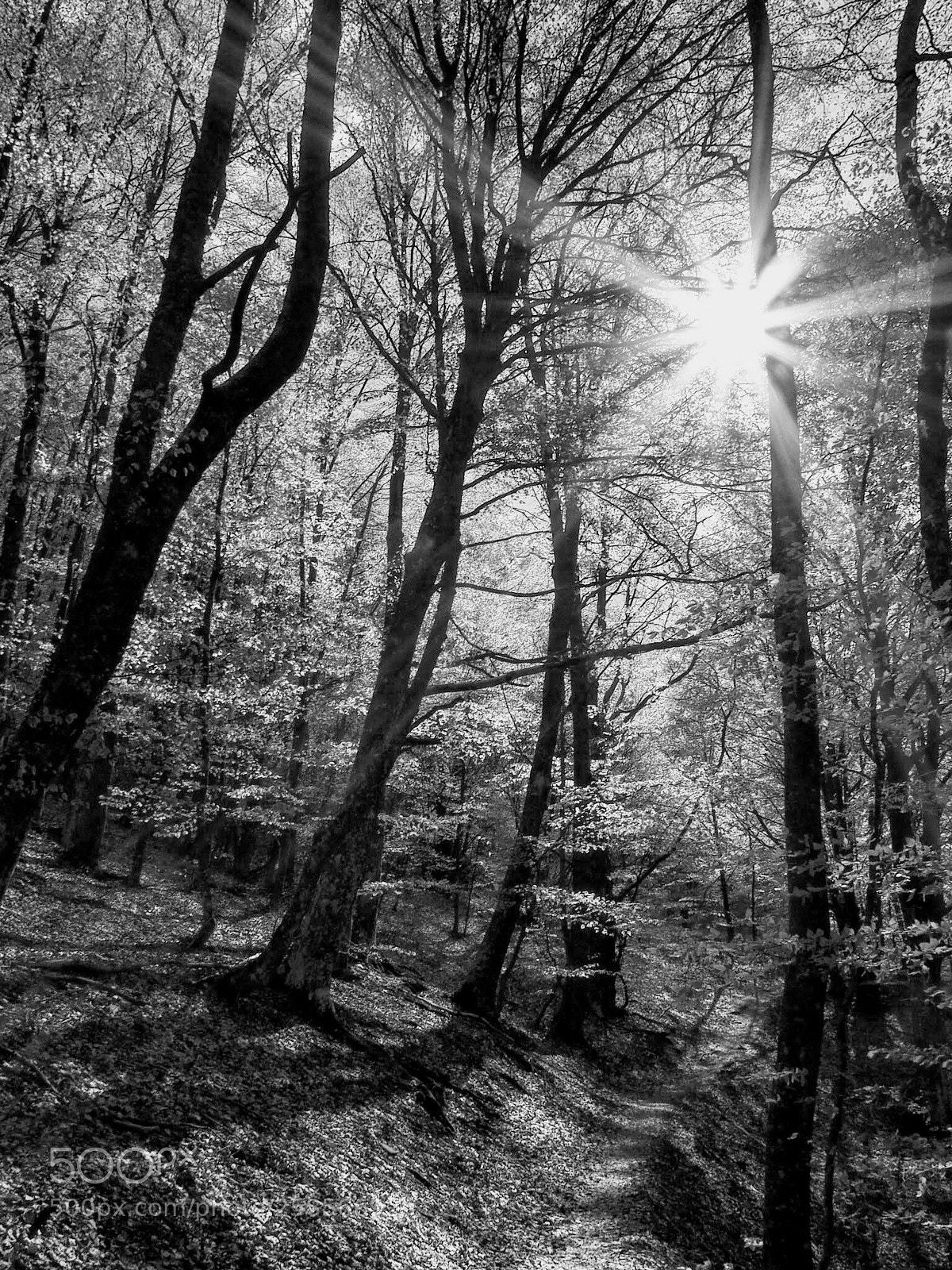 Olympus OM-D E-M5 II sample photo. Between the branches ... photography