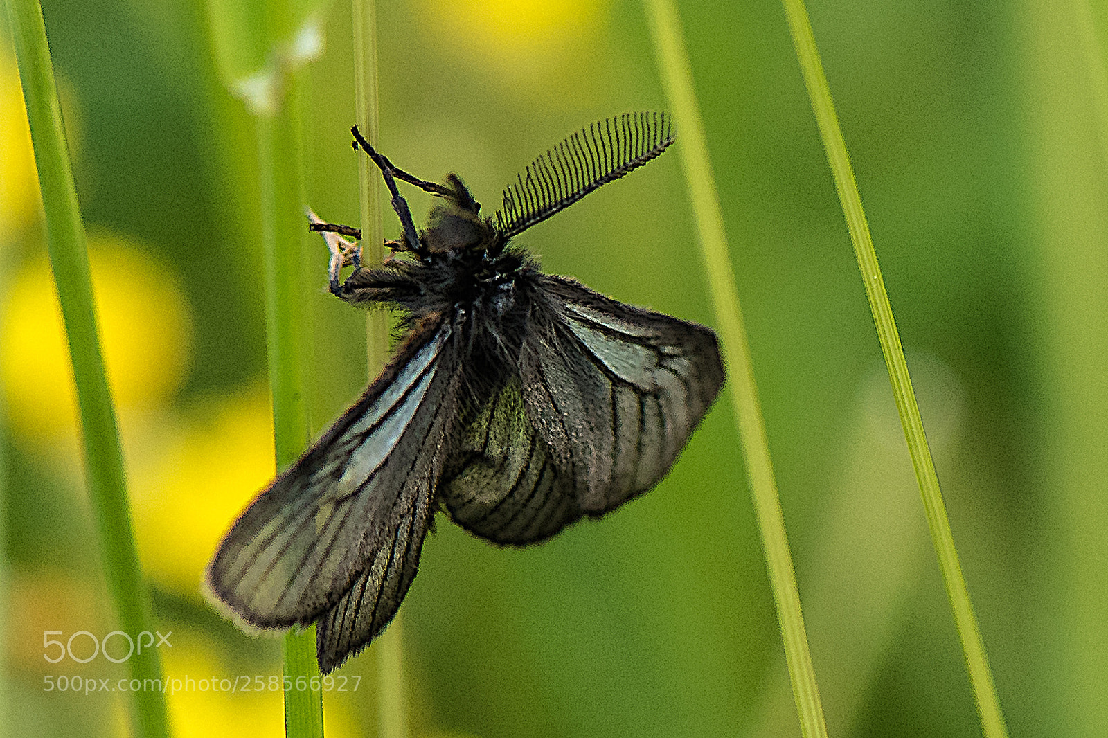 Nikon D750 sample photo. Butterfly photography