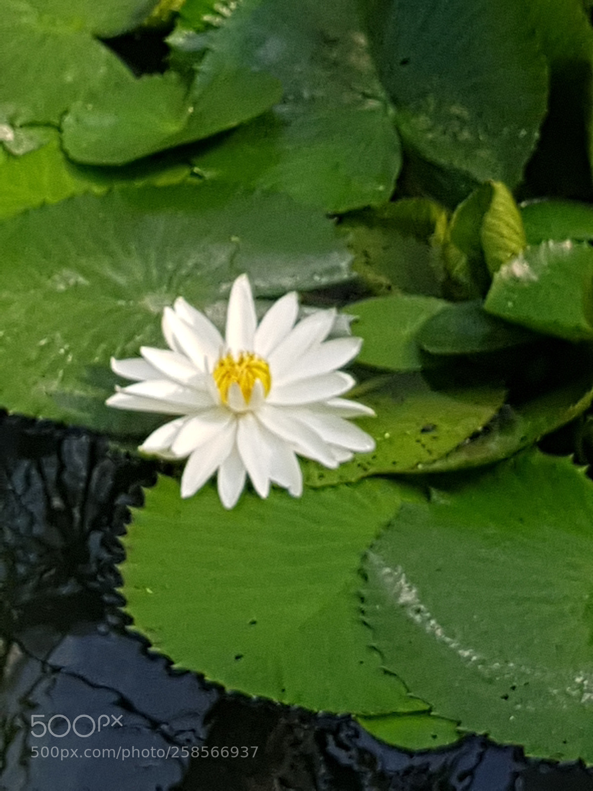 Samsung Galaxy S8+ sample photo. Untitled photography