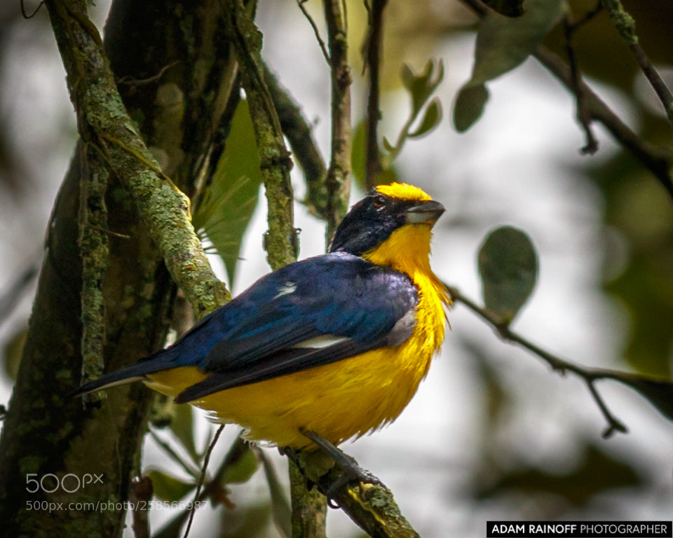 Canon EOS 70D sample photo. Thick-billed euphonia cameguadua chinchina photography