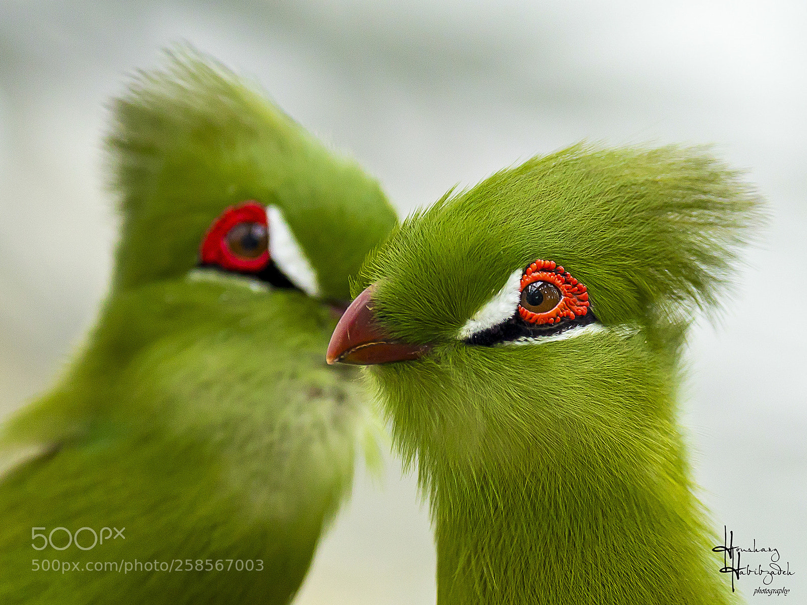Canon EOS 6D sample photo. Green turaco photography