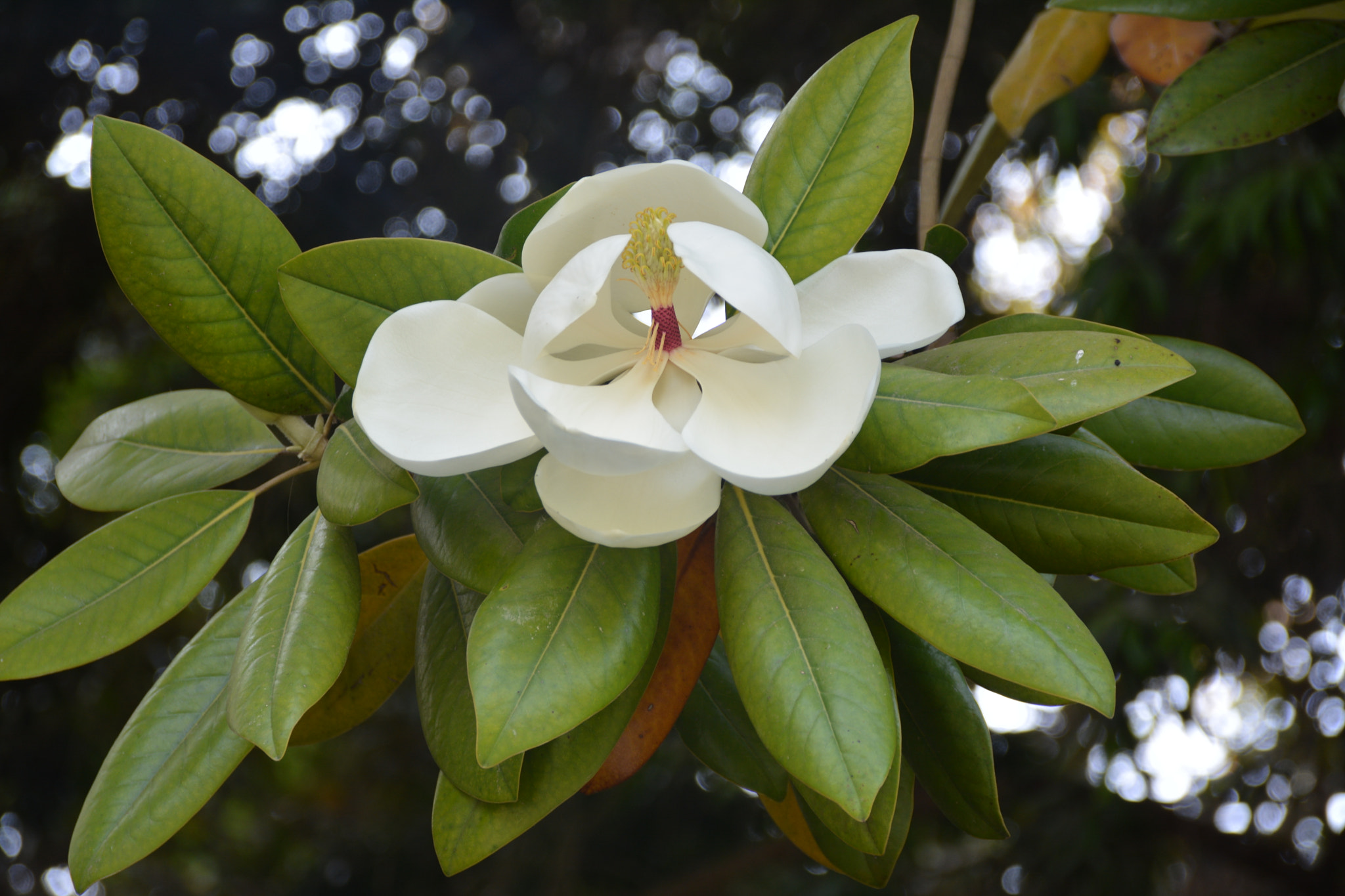 Sigma 18-125mm F3.8-5.6 DC OS HSM sample photo. Flower iii photography